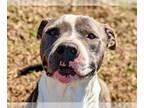 American Pit Bull Terrier Mix DOG FOR ADOPTION RGADN-1225632 - Toby - American