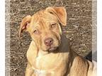 Catahoula Leopard Dog Mix DOG FOR ADOPTION RGADN-1225649 - Sema - Catahoula