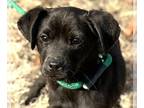 Labbe DOG FOR ADOPTION RGADN-1225653 - Drew - Labrador Retriever / Beagle /