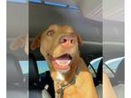 Labralas DOG FOR ADOPTION RGADN-1225668 - Rusty - Vizsla / Labrador Retriever /