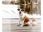 Anatolian Shepherd DOG FOR ADOPTION RGADN-1225674 - Edamame - Anatolian Shepherd