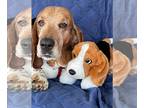 Basset Hound DOG FOR ADOPTION RGADN-1225703 - Tuffy - Basset Hound Dog For