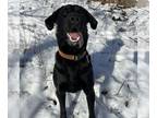 Labrador Retriever DOG FOR ADOPTION RGADN-1225718 - Toby - Labrador Retriever