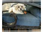 Lhasa Apso DOG FOR ADOPTION RGADN-1225720 - Marie - Lhasa Apso (medium coat) Dog