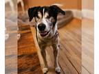 Beagle Mix DOG FOR ADOPTION RGADN-1225728 - Obie *blind* - Beagle / Terrier /