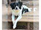 Border Collie Mix DOG FOR ADOPTION RGADN-1225783 - Fefe - Border Collie / Mixed