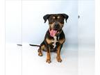 Rottweiler-American Pit Bull Terrier DOG FOR ADOPTION RGADN-1225815 - DARLA -