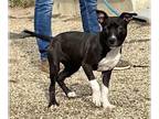 American Pit Bull Terrier DOG FOR ADOPTION RGADN-1225818 - DEBORAH - Pit Bull