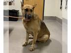 German Shepherd Dog DOG FOR ADOPTION RGADN-1225851 - *PETUNIA - German Shepherd