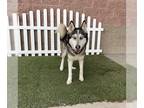 Mix DOG FOR ADOPTION RGADN-1225852 - *WYATT - Husky (medium coat) Dog For
