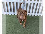 Rottweiler Mix DOG FOR ADOPTION RGADN-1225869 - *HERSHEY - Rottweiler / Mixed