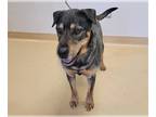 Airedale Terrier-Rottweiler Mix DOG FOR ADOPTION RGADN-1225910 - CHARLIE -