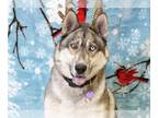 Siberian Husky DOG FOR ADOPTION RGADN-1225912 - TREX - Siberian Husky (medium