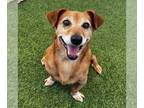 Dachshund-Parson Russell Terrier Mix DOG FOR ADOPTION RGADN-1225914 - ROSCOE -