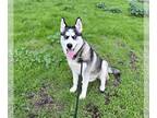 Siberian Husky DOG FOR ADOPTION RGADN-1225934 - CLAUS - Siberian Husky (medium