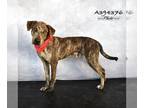 Plott Hound Mix DOG FOR ADOPTION RGADN-1225950 - JAXON - Plott Hound / Mixed
