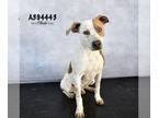 English Coonhound Mix DOG FOR ADOPTION RGADN-1225960 - VIKTOR - English