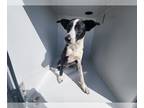 Basenji Mix DOG FOR ADOPTION RGADN-1225997 - RENO - Basenji / Mixed (medium
