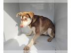 Huskies -Labrador Retriever Mix DOG FOR ADOPTION RGADN-1226030 - OLLIE - Husky /