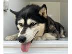 Mix DOG FOR ADOPTION RGADN-1226035 - BELLA - Husky (long coat) Dog For
