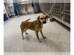 Black Mouth Cur DOG FOR ADOPTION RGADN-1226054 - CUPID - Black Mouth Cur (short