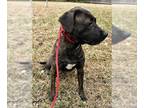 Mastiff Mix DOG FOR ADOPTION RGADN-1226055 - DOLLY - Mastiff / Mixed (short