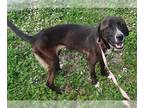 Shepradors DOG FOR ADOPTION RGADN-1226067 - ROSALEE - German Shepherd Dog /