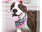 Boxer Mix DOG FOR ADOPTION RGADN-1226148 - Griffin GCH* - Boxer / Mixed Dog For
