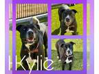 American Pit Bull Terrier DOG FOR ADOPTION RGADN-1226149 - KYLIE - American Pit
