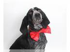Bluetick Coonhound DOG FOR ADOPTION RGADN-1226151 - *BLUE - Bluetick Coonhound