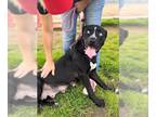 American Pit Bull Terrier-Huskies Mix DOG FOR ADOPTION RGADN-1226167 - *SHIRA -