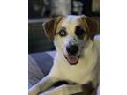 Adopt Teeter HTX a Great Pyrenees