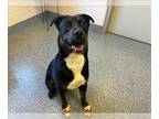 Labrador Retriever Mix DOG FOR ADOPTION RGADN-1226216 - TUCKER - Labrador