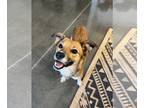 Collie-Feist Terrier Mix DOG FOR ADOPTION RGADN-1226222 - Ace - Feist / Collie /