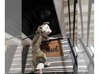 Boxer DOG FOR ADOPTION RGADN-1226284 - DIGGY - Boxer (medium coat) Dog For