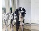 Great Dane DOG FOR ADOPTION RGADN-1226285 - DALLAS - Great Dane (medium coat)