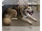 Mix DOG FOR ADOPTION RGADN-1226310 - ARES - Husky (medium coat) Dog For