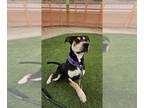 Rottweiler Mix DOG FOR ADOPTION RGADN-1226321 - *MCGONAGALL - Rottweiler / Mixed