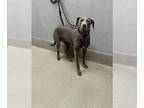 Weimaraner Mix DOG FOR ADOPTION RGADN-1226326 - *LAVENDER - Weimaraner / Mixed