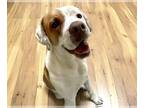 Treeing Walker Coonhound Mix DOG FOR ADOPTION RGADN-1226373 - KC - Treeing