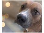 American Pit Bull Terrier Mix DOG FOR ADOPTION RGADN-1226381 - HARVEY - Pit Bull