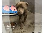 American Pit Bull Terrier Mix DOG FOR ADOPTION RGADN-1226438 - CORALINE - Pit