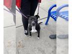 American Pit Bull Terrier DOG FOR ADOPTION RGADN-1226442 - CANDY - Pit Bull