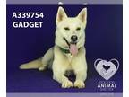 Shiba Inu-Siberian Husky Mix DOG FOR ADOPTION RGADN-1226449 - GADGET - Siberian