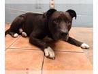 American Pit Bull Terrier Mix DOG FOR ADOPTION RGADN-1226463 - BEAU - Pit Bull
