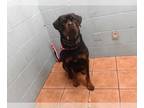 Rottweiler DOG FOR ADOPTION RGADN-1226471 - MC KAY - Rottweiler (medium coat)