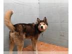Mix DOG FOR ADOPTION RGADN-1226479 - WALDO - Husky (medium coat) Dog For