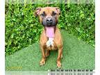 Black Mouth Cur-Boxer Mix DOG FOR ADOPTION RGADN-1226491 - SUNNY - Boxer / Black