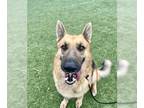 German Shepherd Dog DOG FOR ADOPTION RGADN-1226504 - RICK - German Shepherd Dog