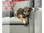 German Shepherd Dog Mix DOG FOR ADOPTION RGADN-1226509 - TACO - German Shepherd